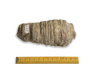 F 00050
<br/>
<br/>
<em></em>